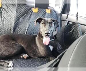 Great Dane-Unknown Mix Dogs for adoption in San Antonio, TX, USA