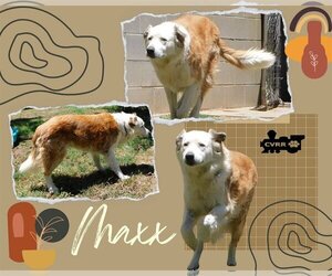 Australian Shepherd-Saint Bernard Mix Dogs for adoption in Lindsay, CA, USA