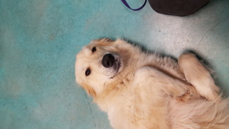 Golden Pyrenees Dogs for adoption in Edmond, OK, USA