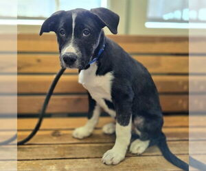 Labrador Retriever-Unknown Mix Dogs for adoption in Long Beach, CA, USA