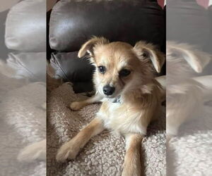 Chiranian Dogs for adoption in Mooresville, NC, USA