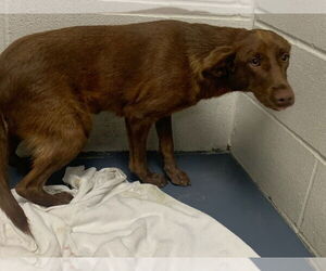 Mutt Dogs for adoption in Evansville, IN, USA