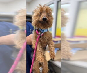 Mutt Dogs for adoption in Forestville, MD, USA