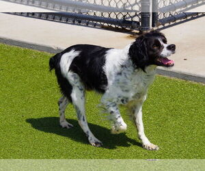 - Mix Dogs for adoption in Curwensville, PA, USA