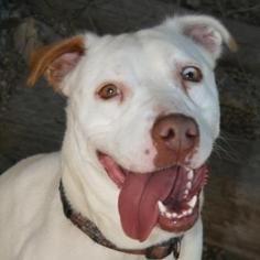 Olde Bulldog Dogs for adoption in Norfolk, VA, USA