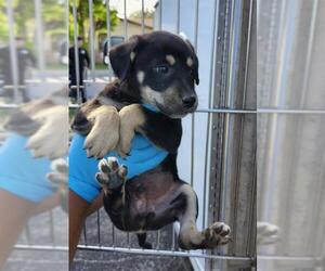 Labrador Retriever-Unknown Mix Dogs for adoption in San Antonio, TX, USA