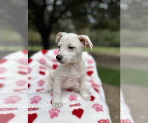 Chihuahua-Unknown Mix Dogs for adoption in Princeton, MN, USA