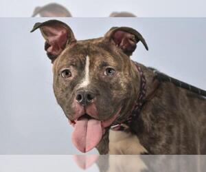 Bullboxer Pit Dogs for adoption in Fort Collins, CO, USA