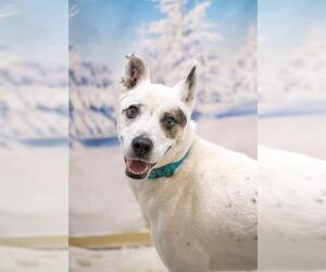 Siberian Husky-Unknown Mix Dogs for adoption in Boston, MA, USA