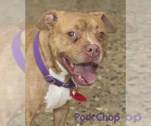 American Staffordshire Terrier Dogs for adoption in Mason, MI, USA
