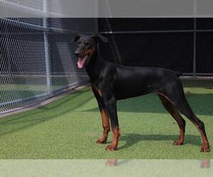 Doberman Pinscher-Unknown Mix Dogs for adoption in Grand Prairie, TX, USA