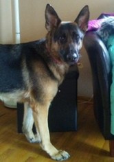 German Shepherd Dog Dogs for adoption in Princeton, MN, USA