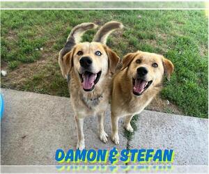 German Shepherd Dog Dogs for adoption in Tulsa, OK, USA