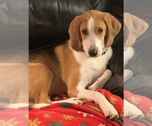 Beagle Dogs for adoption in Monkton, MD, USA