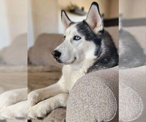 Siberian Husky Dogs for adoption in Severn, MD, USA