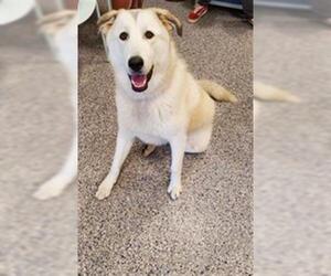 Pyrenees Husky Dogs for adoption in Brighton, CO, USA