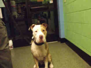 American Staffordshire Terrier Dogs for adoption in Murfreesboro, TN, USA