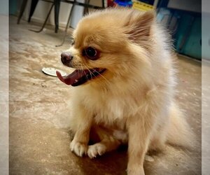 Pomeranian Dogs for adoption in Shreveport, LA, USA