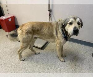 German Shepherd Dog-Unknown Mix Dogs for adoption in Visalia, CA, USA