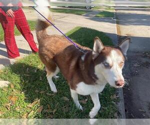 Siberian Husky Dogs for adoption in Houston, TX, USA