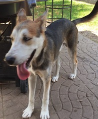 Medium Photo #1 Alaskan Husky-German Shepherd Dog Mix Puppy For Sale in Houston, TX, USA