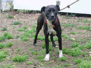 Medium Photo #1 American Pit Bull Terrier Puppy For Sale in Murfreesboro, TN, USA