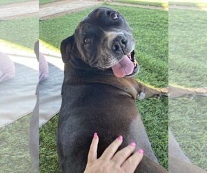 American Pit Bull Terrier-Unknown Mix Dogs for adoption in Queen Creek, AZ, USA