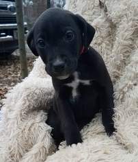Labmaraner Dogs for adoption in Kohler, WI, USA