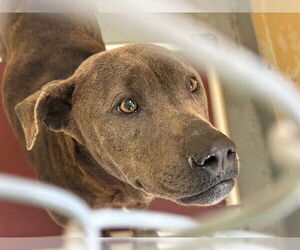 Mutt Dogs for adoption in Tulsa, OK, USA