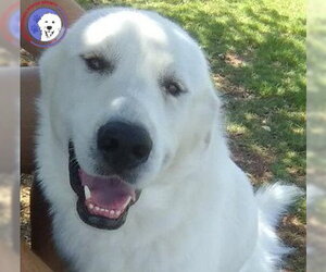 Great Pyrenees Dogs for adoption in Spring, TX, USA