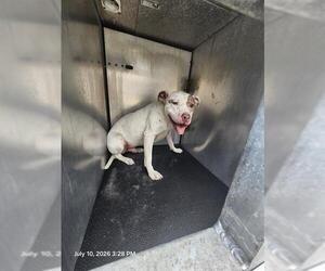 American Staffordshire Terrier Dogs for adoption in San Antonio, TX, USA