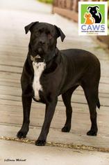 Rottweiler-American Pit Bull Terrier Dogs for adoption in Salt Lake City, UT, USA