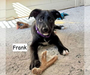 Labrador Retriever-Unknown Mix Dogs for adoption in GILBERTS, IL, USA