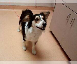 Australian Shepherd-Unknown Mix Dogs for adoption in Martinez, CA, USA