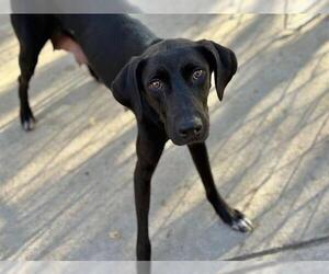 Doberman Pinscher-Unknown Mix Dogs for adoption in Tulsa, OK, USA
