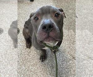 American Pit Bull Terrier Dogs for adoption in Pueblo, CO, USA
