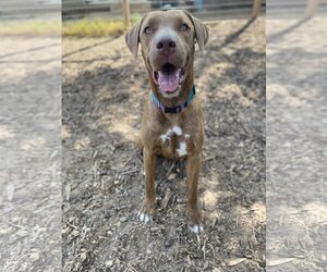 Catahoula Leopard Dog-Labrador Retriever Mix Dogs for adoption in Cedar Creek, TX, USA