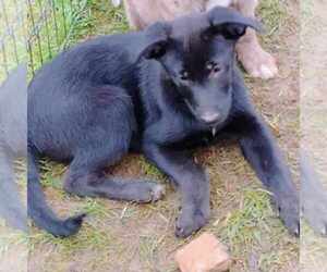 Australian Shepherd-German Shepherd Dog Mix Dogs for adoption in Scottsboro, AL, USA