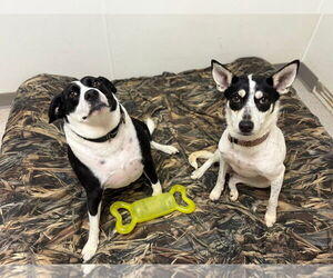 Borador Dogs for adoption in Stratham, NH, USA