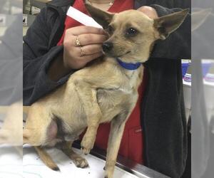 Chihuahua-Unknown Mix Dogs for adoption in Riverside, CA, USA