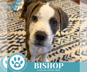 American Pit Bull Terrier-Unknown Mix Dogs for adoption in Kimberton, PA, USA