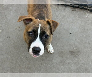 Mutt Dogs for adoption in Tulsa, OK, USA