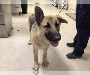German Shepherd Dog Dogs for adoption in Riverside, CA, USA