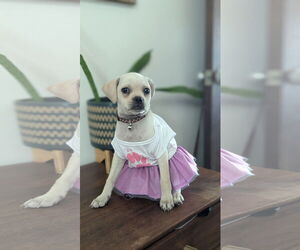 Beagle Dogs for adoption in Menifee, CA, USA