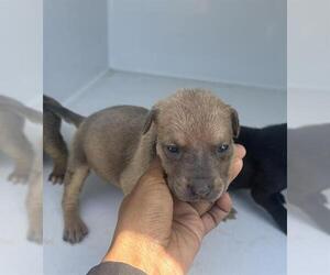 American Pit Bull Terrier Dogs for adoption in Houston, TX, USA