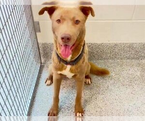 Weimaraner Dogs for adoption in Houston, TX, USA