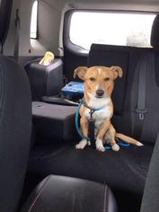 Cojack Dogs for adoption in Montello, WI, USA