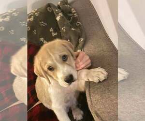 Great Pyrenees-Retriever  Mix Dogs for adoption in pomfret, CT, USA