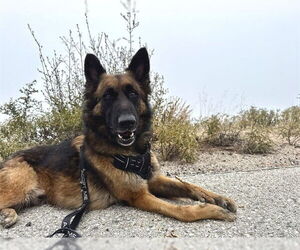 German Shepherd Dog Dogs for adoption in Pasadena, CA, USA