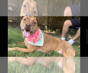 American Pit Bull Terrier-Unknown Mix Dogs for adoption in Norfolk, VA, USA